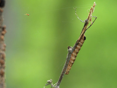 The spider and the caterpillar