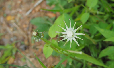 Dandelion, between a flower and a seed head