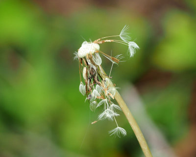 The end of the dandelion seed head