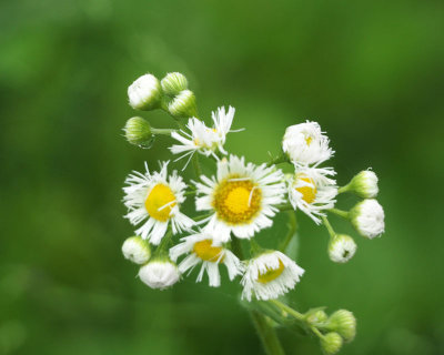 Fleabane