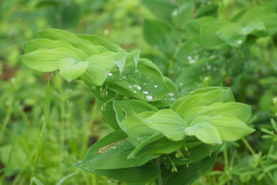 Green leaves