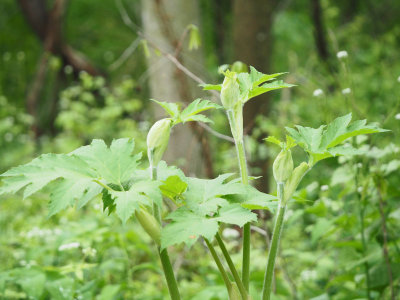 Unidentified plant found in the spring time