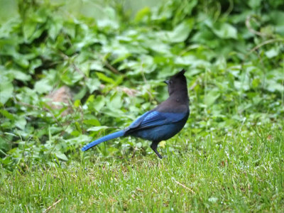 Could this be a Steller's jay?