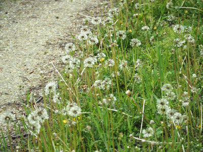 Wet seed heads of dandelion beside the trail