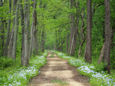 Trail lined with flowers