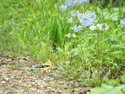 Goldfinch with flowers