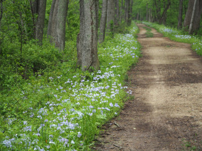 Wild Phlox