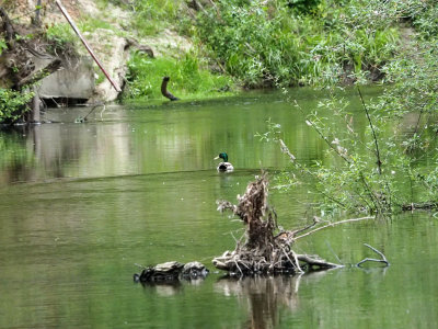 The mallard escaping upstream on the San Lorenzo river