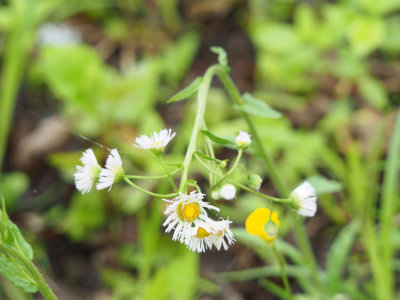 Fleabane