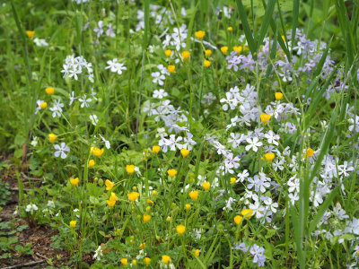 Buttercups and wild phlox