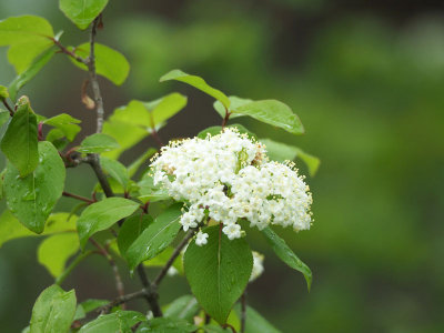 Sweet Cicely