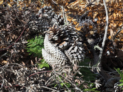 Pine cone in Henry Cowell Redwoods State Park