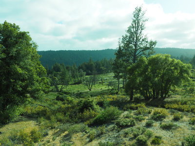 A view in Henry Cowell Redwoods State Park
