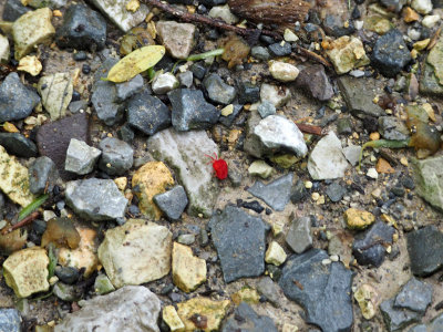 Bright red bug on the trail