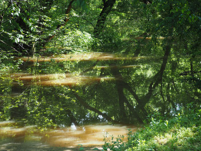 Water overflowing the river bank