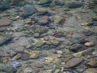 Clear waters of the San Lorenzo river