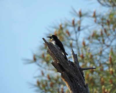 An acorn woodpecker, I think