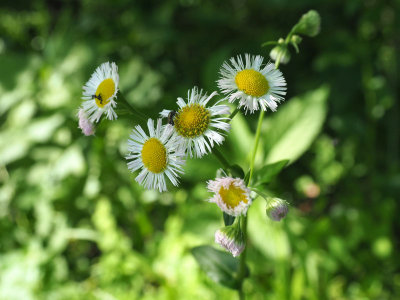 Fleabanes by the trail