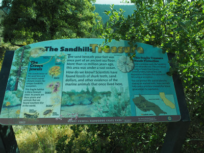 The sandhills in Henry Cowell Redwoods State Park