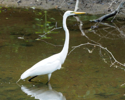 The egret