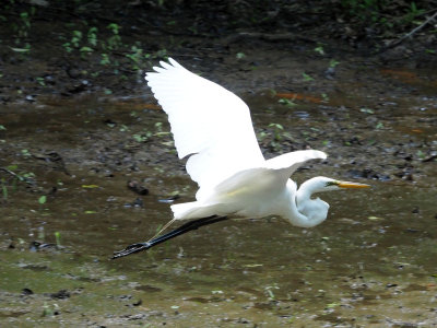 The egret in flight