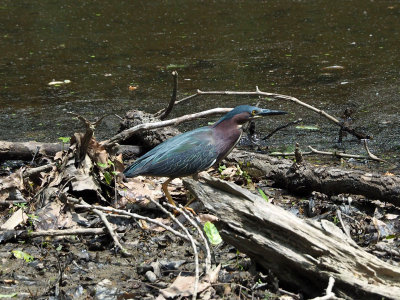 The green heron