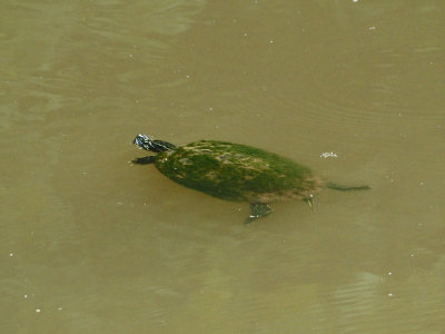 Swimming in the canal