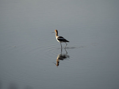The avocet - South end of San Francisco Bay