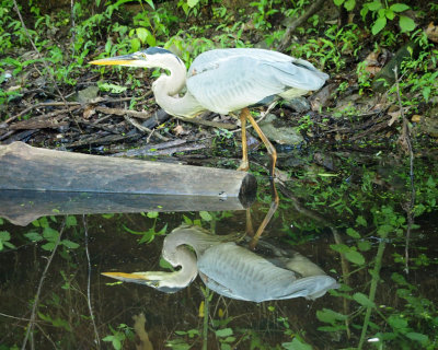 The great blue heron