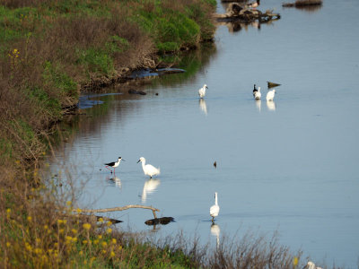 Birds of different kinds in the South San Francisco Bay area