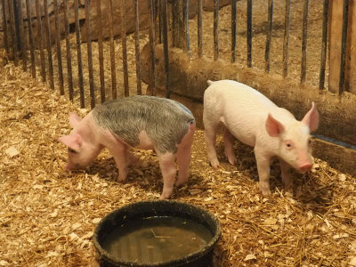 The piglets at the Amish Farm and House property in Lancaster, PA