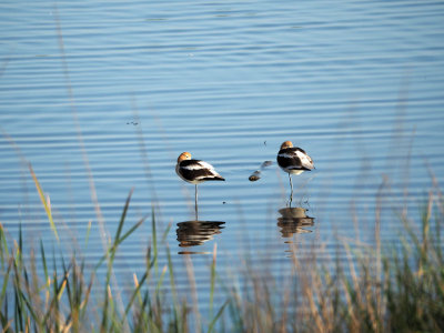 Two avocets - South end of San Francisco Bay