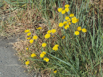Flowers by the trail in the park at the south end of San Francisco Bay