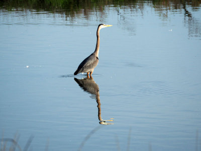 Great blue heron of the west coast