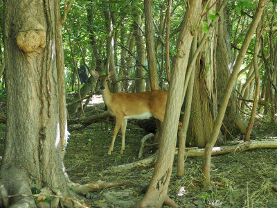 Deer watching us from woods on Virginius Island, Harpers Ferry