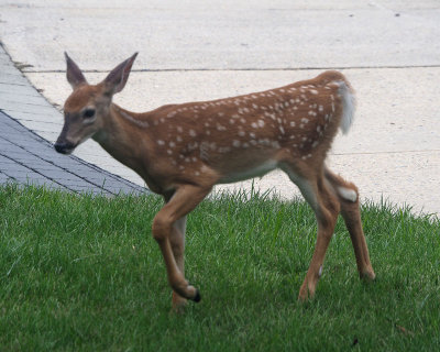 The fawn in our front yard