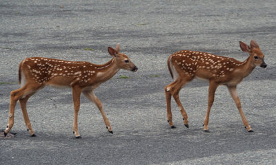 Two fawns in our cul-de-sac
