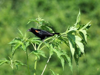 At Forest Park, St. Louis - a red-winged blackbird