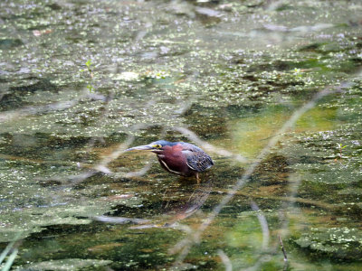 The green heron was still there when we returned
