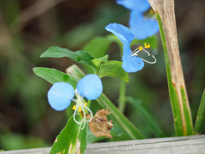 Wild flowers by the trail