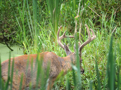 The deer in the grass