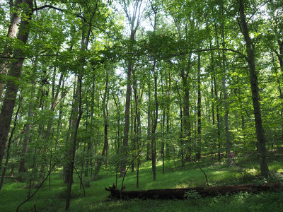 In the woods on the Muddy Branch trail