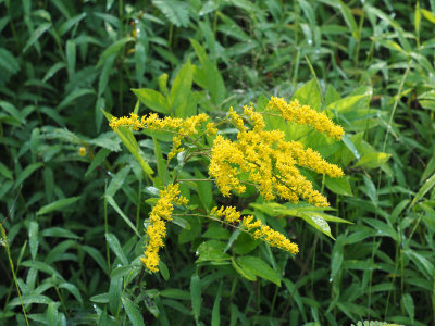 Next to the trail, perhaps goldenrod