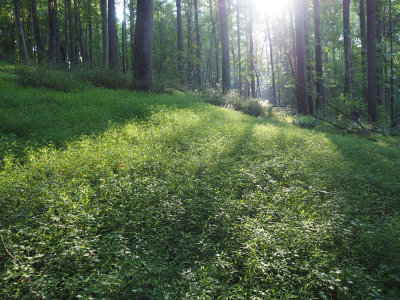 Morning light on the woods beside Seneca Ridge trail