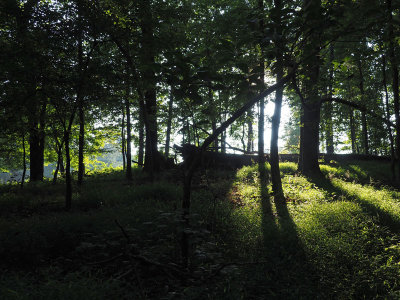 Morning light in the woods beside Seneca Ridge trail