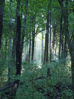 Morning light in the woods beside Seneca Ridge trail