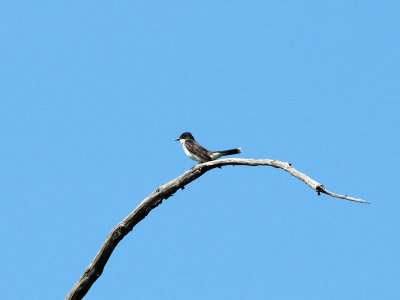 Eastern Kingbird, Forest Park, St. Louis