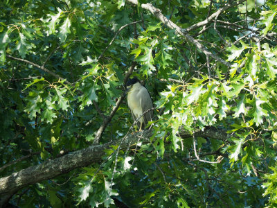 The night heron - Forest Park, St. Louis
