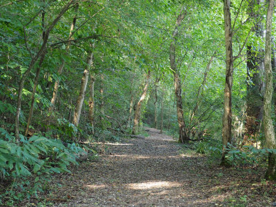 A trail in the Muscle Shoals Reservation
