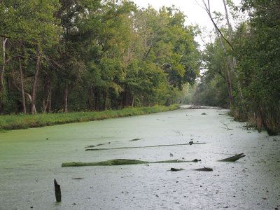 Green stuff grows in the canal water